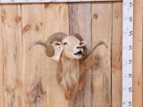 Awesome Cross Breed Ram Sheep Shoulder Mount Taxidermy