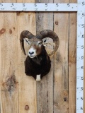 Mouflon Cross Ram Sheep Shoulder Mount Taxidermy
