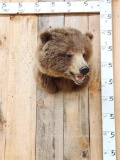 Alaskan Grizzly Bear Shoulder Mount Taxidermy