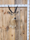 African Reedbuck Shoulder Mount Taxidermy