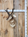 Pronghorn Antelope Shoulder Mount Taxidermy