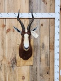 African Blesbok Shoulder Mount Taxidermy