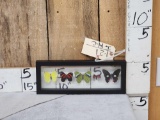 Frame Of 5 Beautiful Butterflies Taxidermy