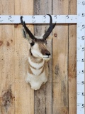 Pronghorn Antelope Shoulder Mount Taxidermy