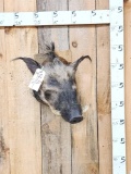 African Bush Pig Shoulder Mount Taxidermy