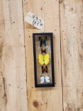 Frame Of 5 Beautiful Peruvian Butterflies Taxidermy
