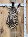 Awesome Zebra Shoulder Mount Taxidermy