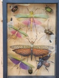 Frame Of 10 Exotic Insects Taxidermy
