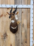 African Bush Buck Shoulder Mount Taxidermy