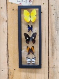 Frame Of 5 Beautiful Peruvian Butterflies Taxidermy