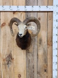 Mouflon Ram Sheep Shoulder Mount Taxidermy