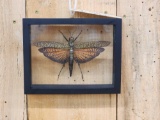 Giant Peruvian Grasshopper In Frame Taxidermy
