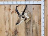 Pronghorn Antelope Shoulder Mount Taxidermy