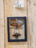 Giant Peruvian Grasshopper & Beetle In Glass Frame