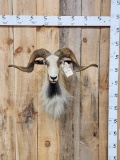 Big Ram Sheep Shoulder Mount Taxidermy