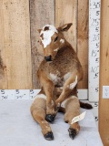 Sitting Bull Full Body Beef Calf Taxidermy Mount