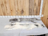 2 Beautiful Ranch Fox Soft Tanned Furs Taxidermy
