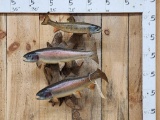 3 Trout Real Skin Fish Taxidermy