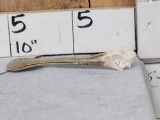 African Spoonbill Bird Skull Taxidermy