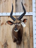 African Nyala Shoulder Mount Taxidermy