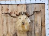 Golden Angora Goat Shoulder Mount Taxidermy