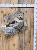 Alaskan Lynx Full Body Taxidermy Mount