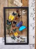 Frame Of 18 Beautiful Butterflies Taxidermy