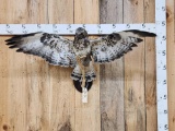 Eurasian Comon Buzzard Buteo Buteo Bird Taxidermy