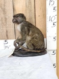 African Allen's Swamp Monkey