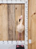 Chilean Flamingo Full Body Bird Taxidermy