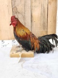 Domestic Rooster Full Body Chicken Bird Taxidermy