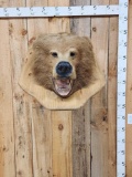 Big Alaskan Brown Bear Wall Pedestal Taxidermy Mount