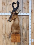 African Red Hartebeest Wall Pedestal Taxidermy Mount
