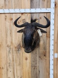 African Cookson's Blue Wildebeest Shoulder Mount Taxidermy