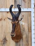 African Red Hartebeest Shoulder Mount Taxidermy