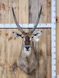 NICE African Waterbuck Shoulder Mount Taxidermy