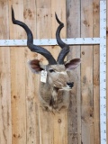 African Kudu Shoulder Mount Taxidermy