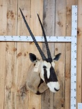 African Gemsbok Shoulder Mount Taxidermy