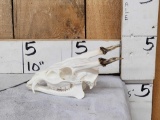 Asian Muntjac Skull Taxidermy