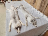 2 Ranch Fox Soft Tanned Furs Taxidermy