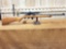Marlin Model 995 .22 caliber Semi Auto Rifle with scope