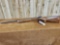 Winchester Model 75 .22 Bolt Action Target Rifle