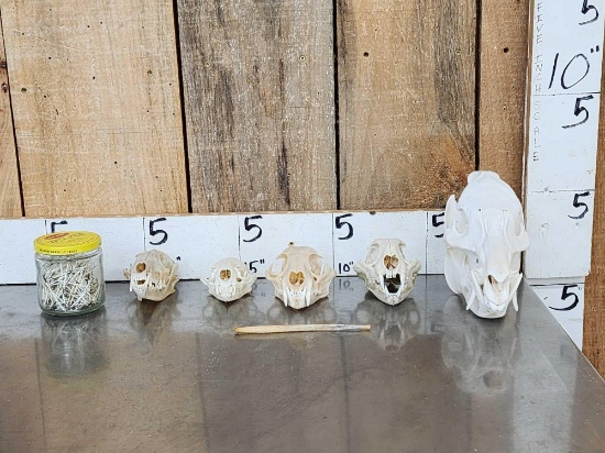 Small Animal Skulls & Bone Lot Taxidermy