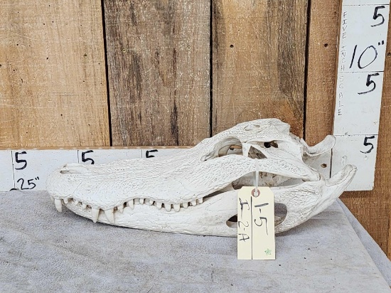 Big Alligator Skull Taxidermy