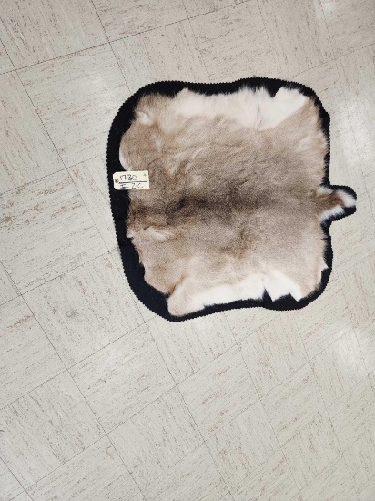 Whitetail Deer Skin Rug Taxidermy
