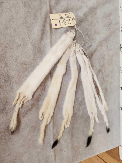 5 Tanned Ermine Furs Taxidermy