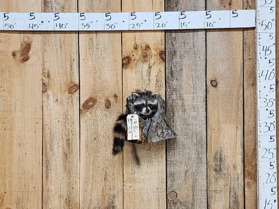 Raccoon In A Log Taxidermy Mount