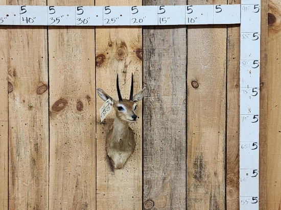 African Steinbok Shoulder Mount Taxidermy