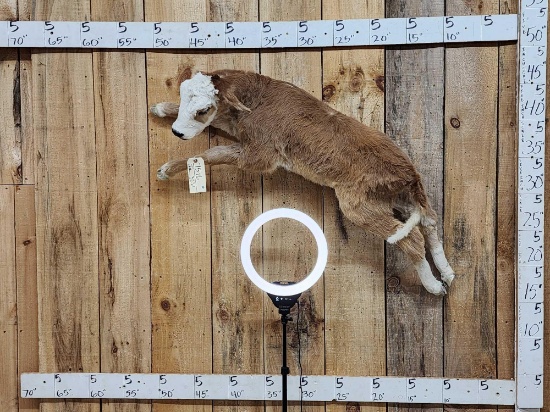Baby Hereford Cross Calf Full Body Taxidermy Mount