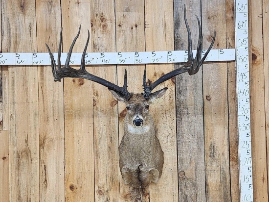 Giant Larger Than Life Fantasy Whitetail Shoulder Mount Taxidermy